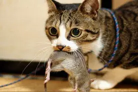 喂猫时，可以把生肉和猫粮混在一起喂吗？图片