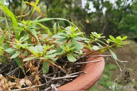 这野菜凉血减脂，不花1分钱，7月正鲜嫩，晒成菜干美味1整冬图片