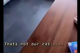 猫咪钻进门洞才发现，自己进错了家门，还和人家对视一会，太尴尬图片