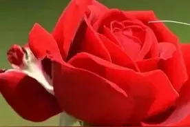 宝安区“壆岗”中的“壆”怎么读?图片