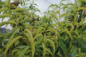 桃树黄化病历险记图片