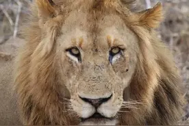 伯明翰雄狮：熊眼的死亡！天妒英才！捕牛受重伤，无奈的离世图片