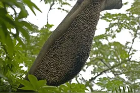 蜜蜂养殖技术｜蜂龄结构对准备分蜂群蜂王产卵量的影响及养殖应用图片