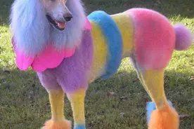 给狗染色，披“爱狗”外衣，行虐狗事实图片