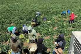 看看美国农场劳工，凌晨2点起床被监工催促，徒手除草不让用农机图片