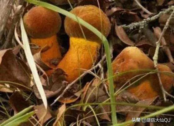 楚雄市南华县舌尖盛宴——菌子大全