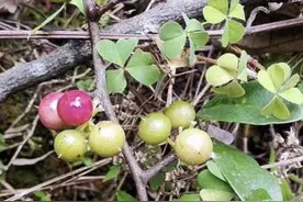 山坡下的1种“酸藤子”，果子比“龙葵”小，晾干后价值却很高图片