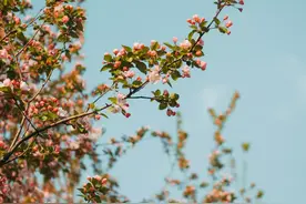 生如夏花，不舍爱与自由图片