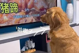 河南一狗狗看电视狂流口水，祈求主人把宠物猪做成菜，猪反应亮了图片