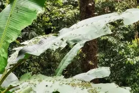 蝗虫入侵云南！大疆植保无人机军团吹响围歼号角图片