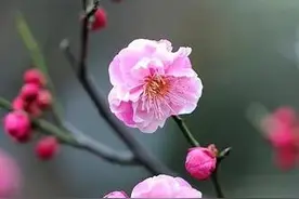 自己老婆天天微信叫别人老公图片