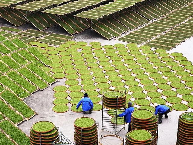 萎凋？杀青？「普洱茶知识」