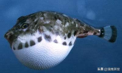 雌雄互换？放电高手？毒死自己？跟随鱼类学家体验神奇的海底世界