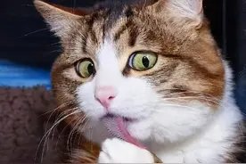乐观的网红猫，从小被虐待，落下残疾，励志的生活感动了无数人图片