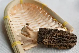 蔬菜的植物学分类----藻菌、豆、谷图片