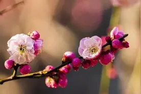 月经忽多忽少忽前忽后是怎么回事？月经周期7期的病理概况（上）图片