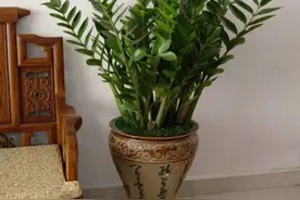 金钱树就爱吃“豆子”，土表埋一把，叶片油光锃亮，疯长不停图片