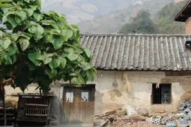 老话常说：“果树过房，家败人亡”，有道理吗？农村种树有讲究图片