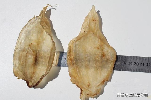 花胶能经常吃 2026年花胶能经常吃吗女性