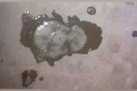 狗狗吐白色粘液是怎么回事？这5个原因不可忽视图片