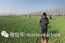 收获季节——玛丽亚大蒜收获机为蒜农服务图片