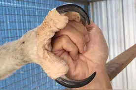 鹰的重生，折翅飞行，这些鹰的传说，都是真的吗？图片