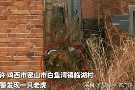 东北虎入村伤人！它的杀伤力有多强？图片