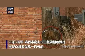 东北虎入村伤人！它的杀伤力有多强？图片