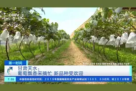 天水一周内连续四次登录央视！图片