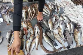 初冬收获季，大连各种海鲜“占领”市场，最便宜的海鲜2元一斤图片