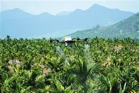 三亚崖州区用无人机为槟榔树喷药治病图片