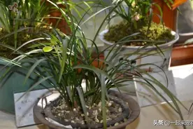 兰花最怕“上干下湿”，教你3招有效改善，根系健壮不空根图片