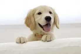 鸣镝 | 宠物犬需注射芯片，你怎么看？图片