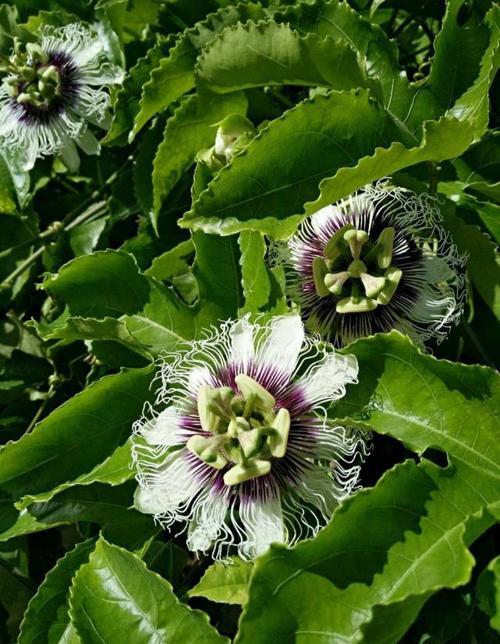 百香果是怎样的一种植物