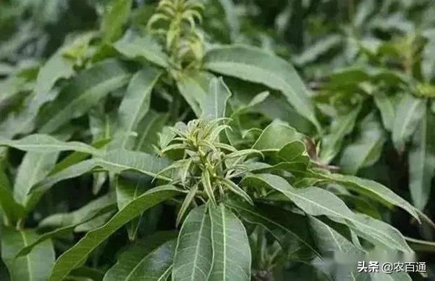 芒果催花要点：花芽分化的调控机理