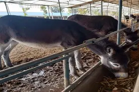 肉驴的日常饲养管理技术图片