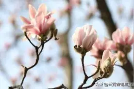 仅存一株的“植物熊猫”开花啦，历经400年陪伴武侯祠图片