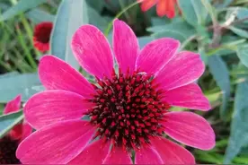 松果菊又叫紫锥花，紫锥菊图片