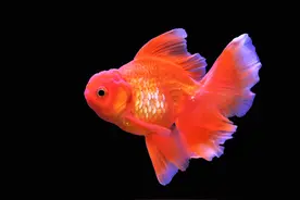 中国观赏鱼，到美国胖得像“猪”：惊现巨型金鱼，耐高温，无天敌图片