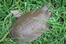 农村河流很多，怎么知道这些河流里有没有野生甲鱼？两个方法识别图片