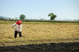 袁隆平谈论转基因，研究证实：转基因食品对人体无害，可以放心吃图片