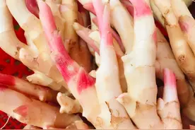 【农业养生】“蔬中拂土”子姜图片