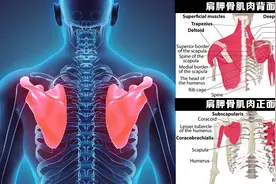 肩胛骨至少影响16块肌肉！你的实操都做对了吗？图片