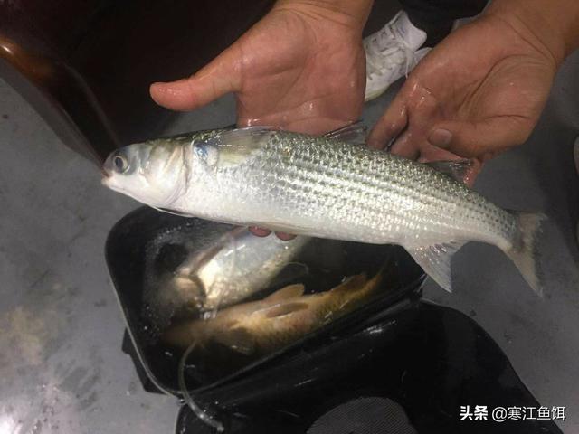 乌头是什么鱼?你知道"乌鱼子"吗?你钓过吗?