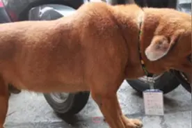 忠犬大黄”在医院游荡6天吊牌上的4个字让警卫放下了手里的警棍图片