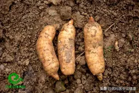 养生的绝佳之选——天麻图片