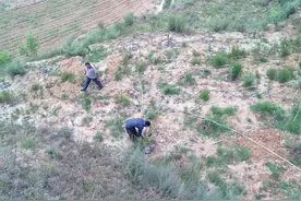 我的农场我的梦·植树图片