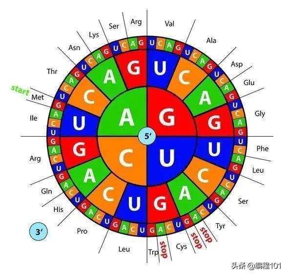 基因中神奇的密码子