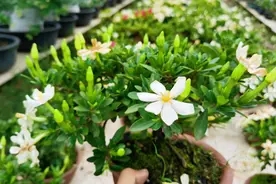 秋季小叶栀子花修剪，下手要“狠”，不仅不影响开花，株型更好看图片