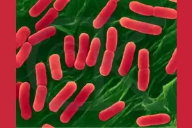 世界最致命的十大毒药图片